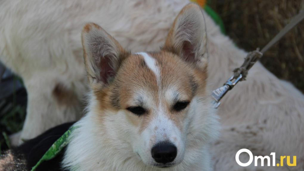 Королевский корги оказался в омском приюте для бездомных животных