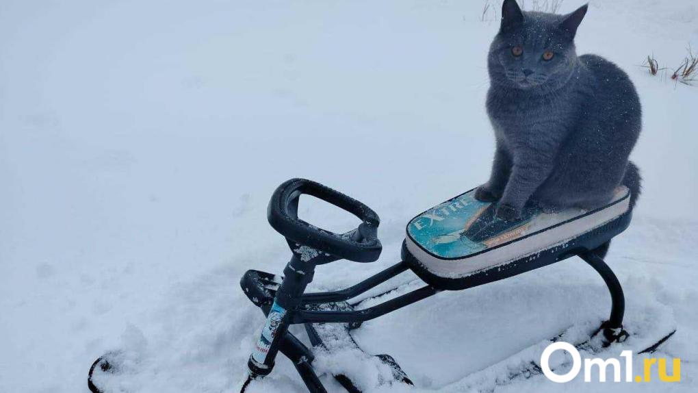 Пешеходы не ожидают: в Общественной палате высказались об опасности электроснегокатов в омских парках