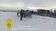 Новосибирская прокуратура утвердила обвинение по делу о хищении коня на 159 тысяч рублей
