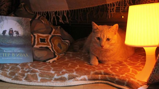 Бешеный кот в Белове вызвал карантин в посёлке Снежинский на 60 дней