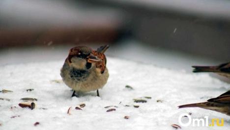 В начале февраля омичей ждут гололедица и ночные морозы