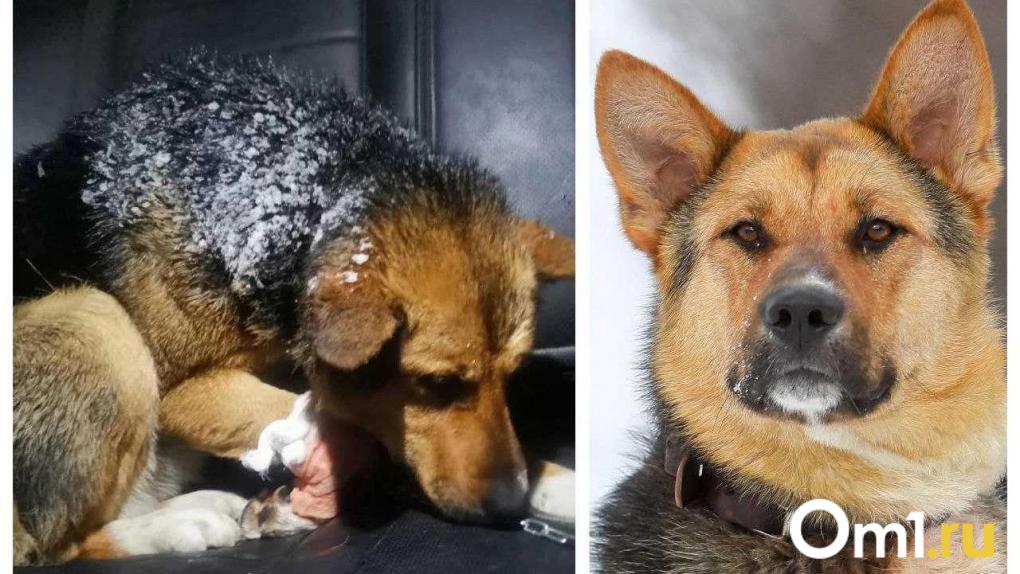 «Это нелюди!!»: в Новосибирске конфликт из-за собак в СНТ перерос в кибертравлю