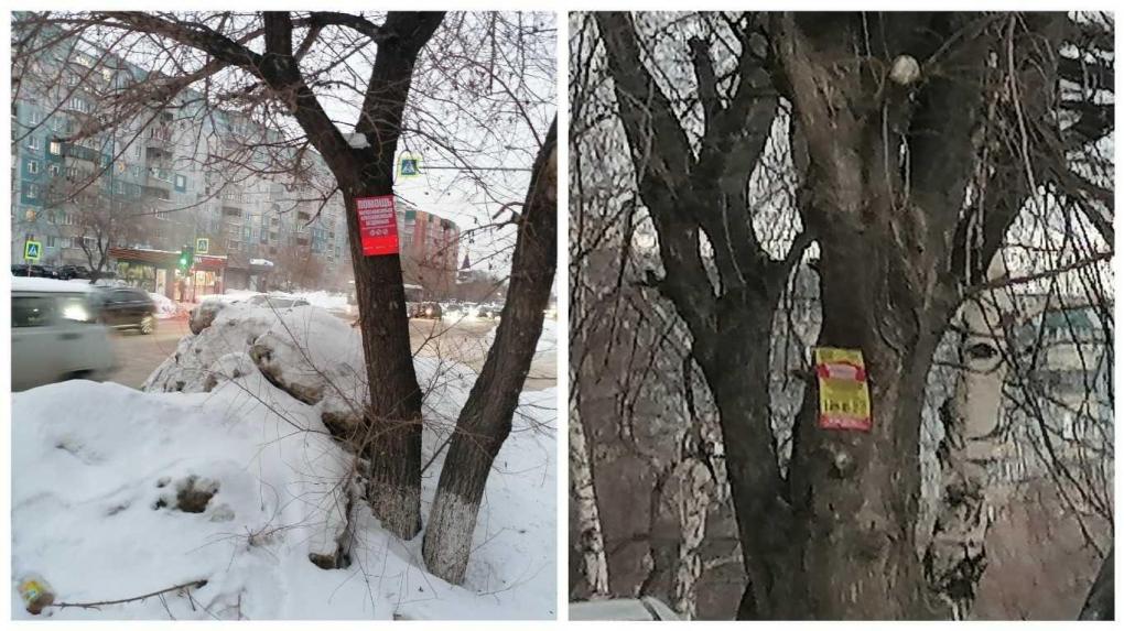 «Спасите деревья»: зелёные насаждения на МЖК массово повреждают гвоздями ради рекламных табличек