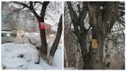 «Спасите деревья»: зелёные насаждения на МЖК массово повреждают гвоздями ради рекламных табличек