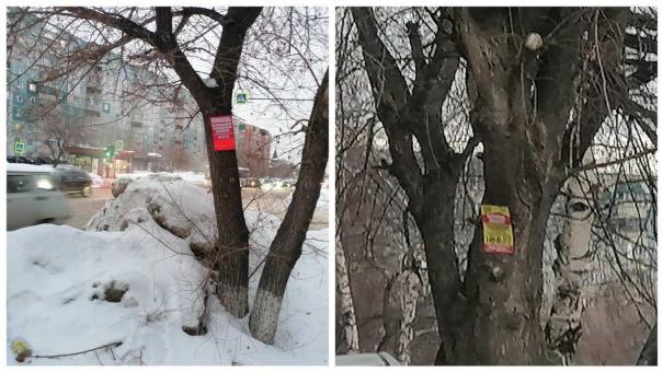 «Спасите деревья»: зелёные насаждения на МЖК массово повреждают гвоздями ради рекламных табличек