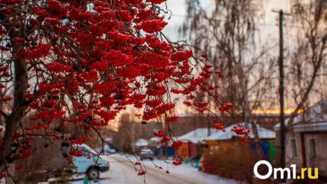 От морозов до буранов: в Омске к 5 февраля резко изменится погода