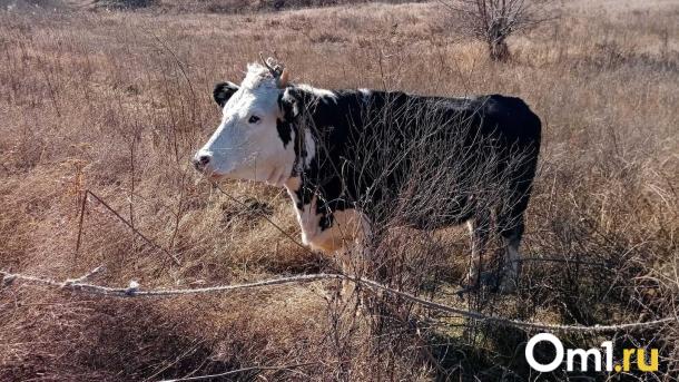 В Новосибирской области корова заразилась бешенством и напала на ветеринара