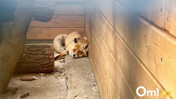 В посёлке Бор разыскивают агрессивную лису, напавшую на домашнего питомца