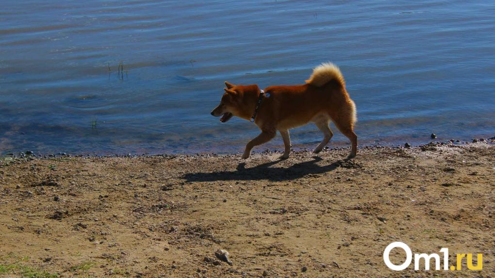 Одно из шербакульских озёр хотят сдать в аренду для рыбоводства