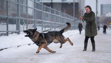«Слюни пса в разные стороны летели»: жители ОбьГЭС в Новосибирске пожаловались на овчарку, которая кидается на детей у детского сада