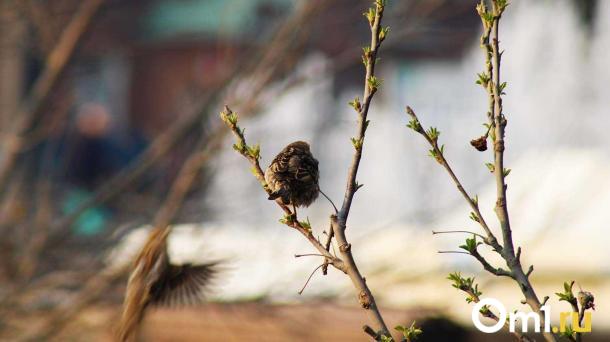 Масштабная перепись воробьёв-2026 началась в Новосибирской области