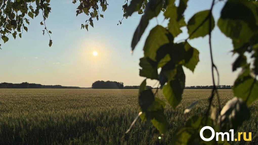 На развитие сельских территорий Омской области в этом году направят более 66 млн рублей