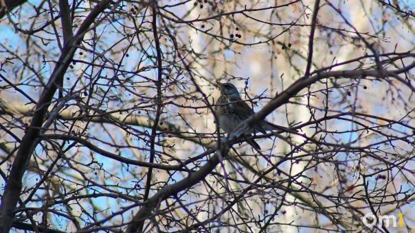 В Омске запланировали масштабное озеленение улицы Пушкина