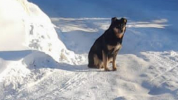 «Бросалась на людей»: в Новосибирске отловили агрессивную собаку африканским методом