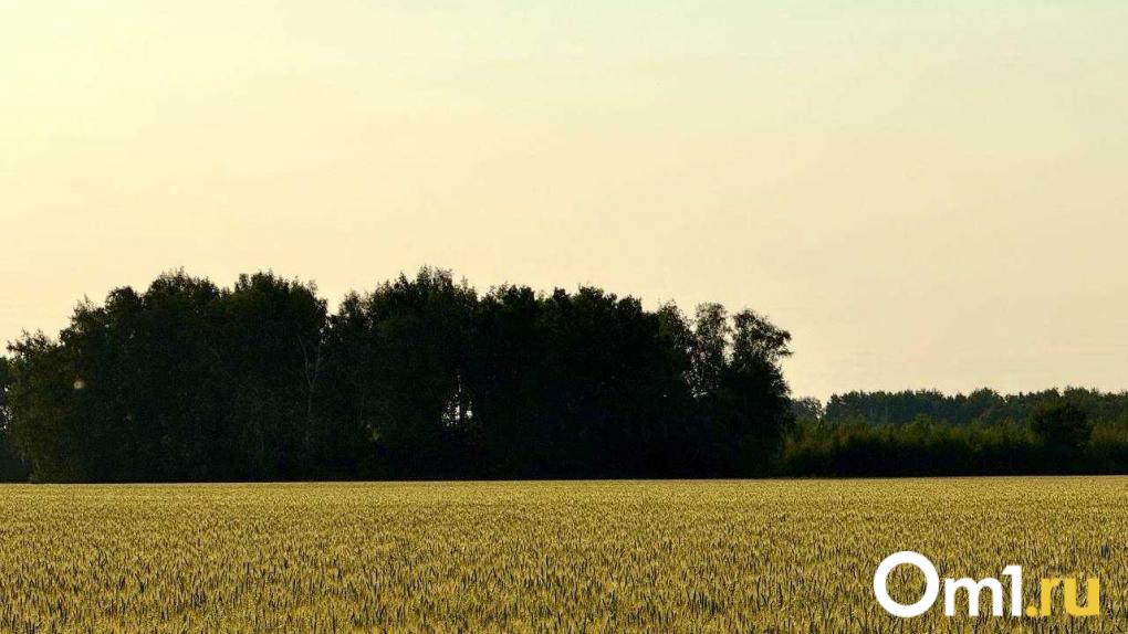 Дрофа назвал количество неиспользованных сельхозземель в Омской области