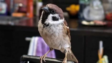 В Омске воробей живёт с собакой: как птенец, упавший с 3 метров, стал домашним