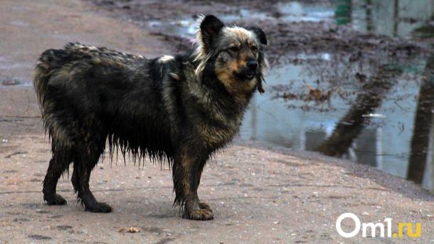 Собака напала на женщину в Искитиме — делом занялись следователи