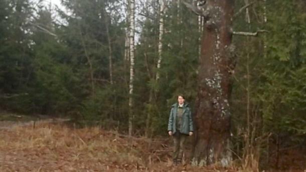 Подмосковный дуб возрастом до 200 лет внесли в Национальный реестр деревьев-старожилов России