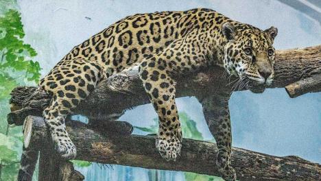 Самый обаятельный хищник Новосибирского зоопарка отмечает 19-й день рождения