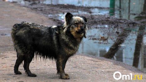На северо-востоке Омска бездомная собака покусала ребёнка. Следком начал проверку
