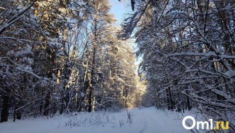 На дорогах Новосибирской области за 2025 год было сбито 11 лосей и 4 косули