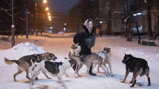 На весь Новосибирск есть только 4 духовые трубки для отлова бродячих собак