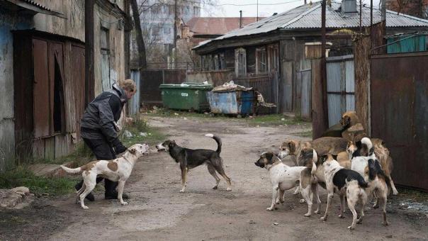 Один комплект для отлова бродячих собак обходится Новосибирску в 17 тысяч рублей