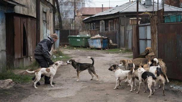 Один комплект для отлова бродячих собак обходится Новосибирску в 17 тысяч рублей
