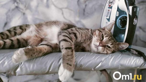 Новосибирские ветеринары удалили из носа кота лист экзотического фрукта