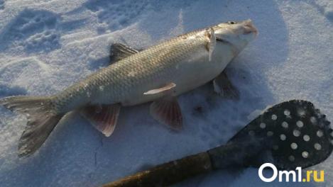 Омские рыбаки побили десятилетний рекорд по улову
