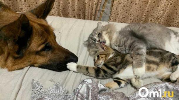 За 1,5 миллиона рублей в Новосибирске продают собаку, которая ищет наркотики