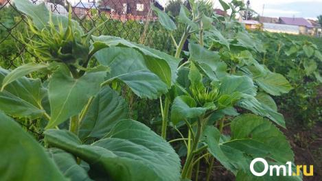 Дроны и ИИ помогут штрафовать омичей за борщевик и сорняки на дачах