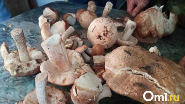 Сбор редких растений и грибов ужесточат в Новосибирске с 1 сентября