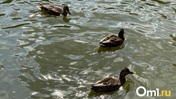 Москвичи завалили пруд в Царицыно батонами хлеба