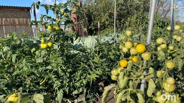 Суд отобрал у омички землю, которую она использовала под огороды