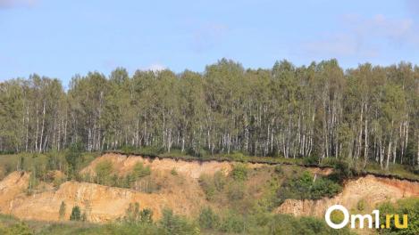 Житель Тевризского района вырубил 173 пихты без разрешения и поплатился