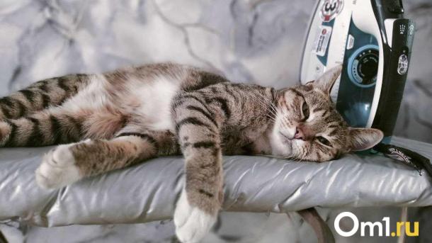 Настоящая драма в парке: в центре Новосибирска пять часов спасали кошку-беглянку