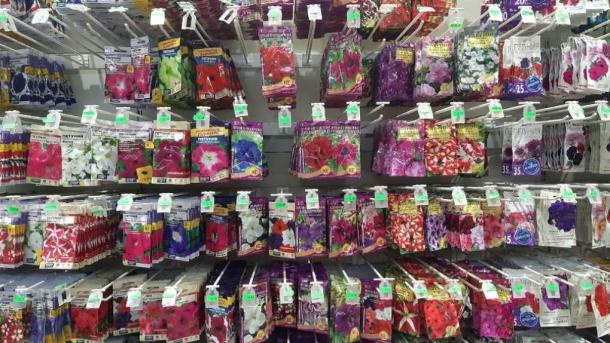 Рыночный чеснок: главная ошибка дачника, которая губит урожай