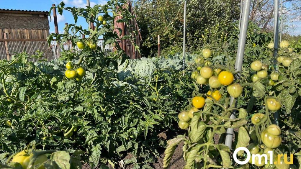 Агроном Енин: высаживать томаты в марте — ошибка, а перцу и баклажанам — пора