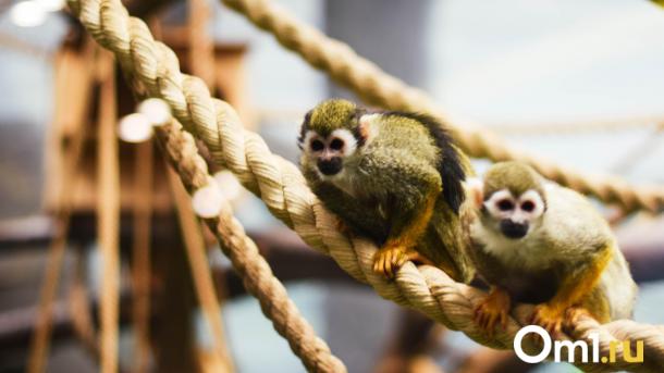 Новосибирский зоопарк переходит на весенний режим работы: гулять можно до 20:00