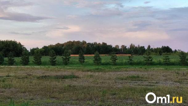 Омские пчеловоды сомневаются, что новые правила спасут пасеки от химобработок