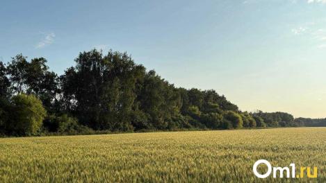 Земельные участки под Омском выставили на торги: что там будет?