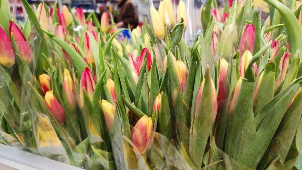 Половина жительниц Сибири планируют путешествие на 8 марта — какие направления выбирают женщины?