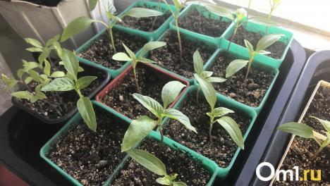 Почему перец не всходит? Садоводы назвали главные ошибки