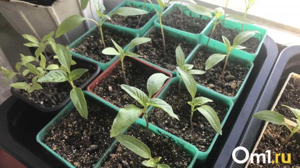 Почему перец не всходит? Садоводы назвали главные ошибки