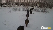 В Омской области фотоловушка засняла выводок кабанов