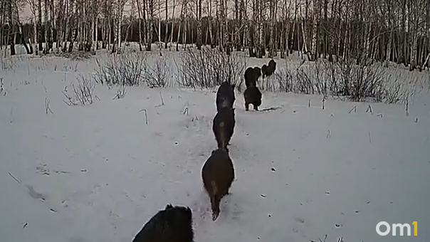 В Омской области фотоловушка засняла выводок кабанов
