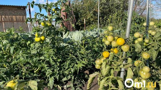 Омичам рассказали, как вырастить томатное дерево