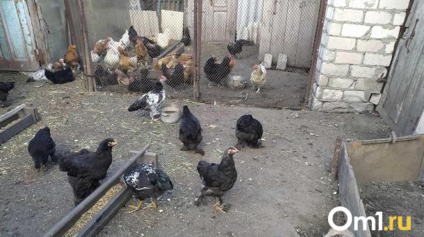 Омич избил друга палкой из-за куриц