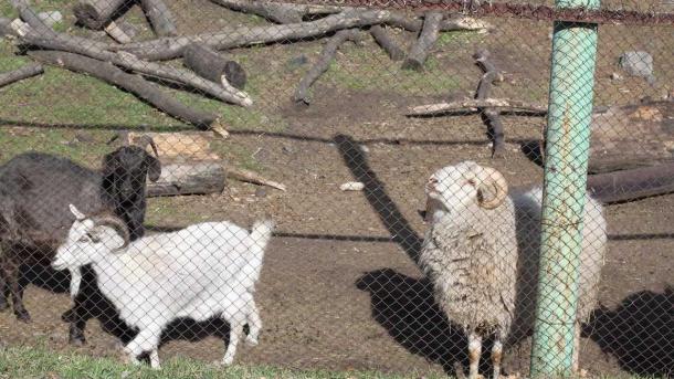 В Новосибирской области изымают скот из-за угрозы бешенства